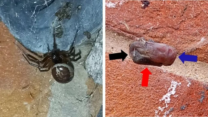 Nọc độc của S. nobilis là một chất độc thần kinh mạnh, mang một số độc tố tương tự như nọc độc của những con nhện Latrodectus.