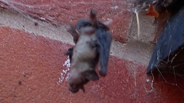 Dựa trên các bức ảnh của Waddams, nhóm nghiên cứu xác định con nhện là một con Steatoda nobilis cái trưởng thành. Theo báo cáo, con dơi con trở thành nạn nhân của bẫy nhện Steatoda nobilis sống trên gác mái của Waddams. Con nhện đã xây dựng mạng tơ của nó ngay bên dưới lối ra vào của dơi thuộc nhà kho, trong một khu vực rải rác phân dơi.