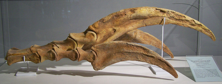 Khủng long này thuộc một nhóm được gọi là therizinosaurs - chủ yếu là loài ăn cỏ sống trong kỷ Phấn trắng, cách đây khoảng 145 triệu đến 66 triệu năm trước.
