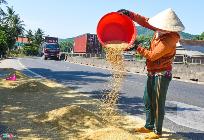 Bất chấp giới tài xế xe khách, ôtô tải liên tục bấm còi inh ỏi nhưng người dân vẫn cặm cụi rê lúa.