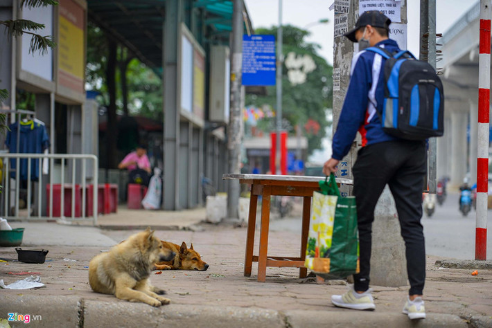 Hình ảnh chó nằm trên vỉa hè nơi nhiều người đi bộ qua lại xuất hiện ở bất cứ đâu, không chỉ riêng Hà Nội. Hình ảnh chụp trên đường Hồ Tùng Mậu, quận Bắc Từ Liêm.