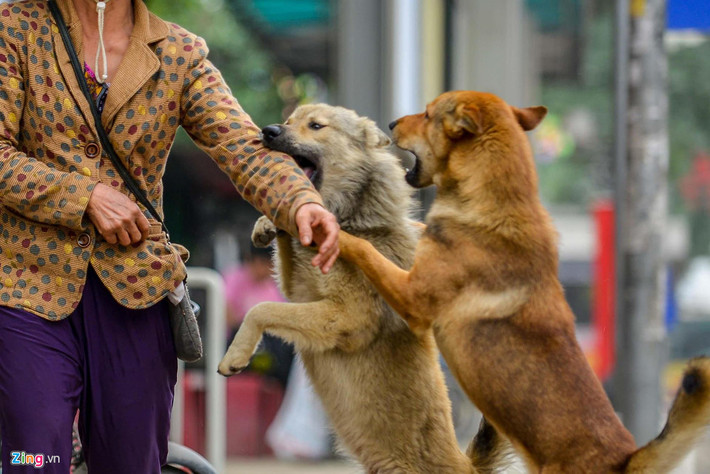 Chó sủa và bám lấy người nào đó thông thường là do mừng rỡ hoặc dữ. Nhiều chủ còn cho chúng nô đùa bằng cách để chó ngoạm vào tay mình