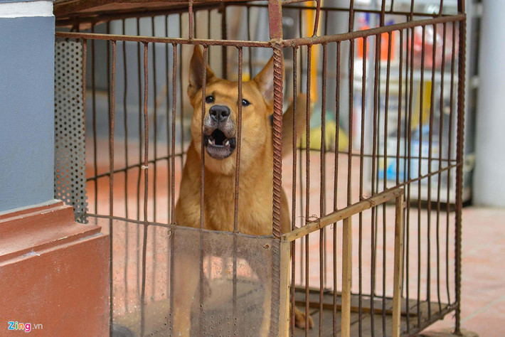 Sau sự cố đàn chó ở Hưng Yên cắn chết bé trai 7 tuổi khiến nhiều người lo lắng bởi họ cũng có thể trở thành nạn nhân bất cứ khi nào nếu chủ nuôi không ý thức được việc nuôi chó dữ, chó không đeo rọ mõm khi đưa chúng ra ngoài đường...