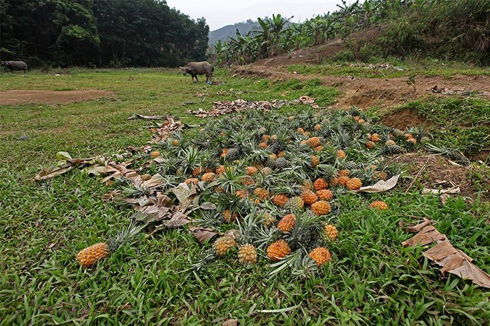 Dứa đổ đống ở bãi chăn thả gia súc.