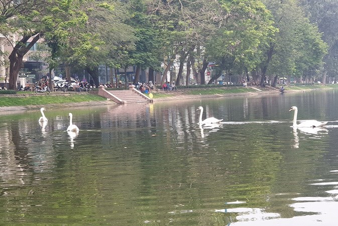 Người dân xung quanh khu vực hồ Thiền Quang rất háo hức khi biết tin thiên nga đã đẻ trứng, đồng thời hy vọng, Hà Nội sẽ nhân rộng việc thả thiên nga vào các hồ.