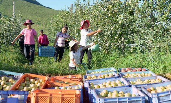 Một phần cuộc sống của nhân dân Triều Tiên ngay tại hội chợ. Khách hàng có thể thăm quan và mua ngay tại vườn.