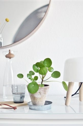 Cây đồng tiền Trung Quốc. Cần ít ánh sáng nhưng lại ưa nước sạch và phải phun sương cho lá thường xuyên. Vì lá tròn nên hãy chọn chậu trang trí đơn giản và nên đặt cây gần màn hình máu tính hoặc chậu nhỏ trên bàn uống nước.