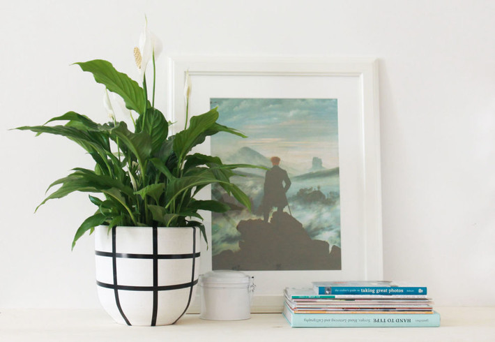 Cây huệ hòa bình (Peace Lily). Là loại cây xứ nóng, thân thảo thích nghi môi trường ít ánh sáng nhưng lại đòi hỏi nhiều nước. Chủ nhà nên chọn chậu cây màu sắc đơn giản và phối hợp với một bức tường màu trắng thì căn phòng sẽ rất nổi bật.