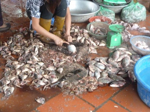 Tất cả các công đoạn làm cá đều diễn ra trên nền gạch cực bẩn, nhem nhuốc ở chợ. Ảnh: DNVN.