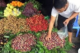 Cũng theo cô Thương, trái mận Bắc có kích cỡ nhỏ, ngoại hình không đẹp, không đều trái, ăn có vị chua, trong khi mận Trung Quốc là loại màu đen, hay gọi là mận lai trái lớn, đôi khi vẫn còn phấn trắng trên trái, ăn ngọt, ruột mềm. Ảnh: ĐS&PL.