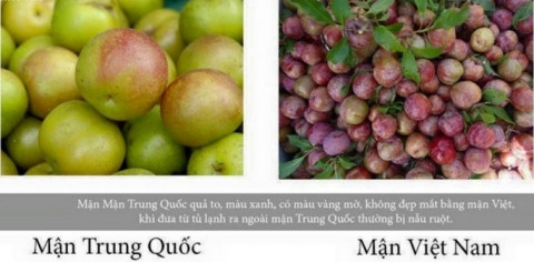 Theo nhiều người có kinh nghiệm, khi chưa thể xác định được loại mận mình mua có chuẩn nguồn gốc hay không nên sau khi mua mận về, mọi người phải rửa sạch mận bằng nước muối. Nên bảo quản trong tủ lạnh ở mức nhiệt 4 độ C, vì như thế sẽ giữ cho mận tươi, ngon. Không để mận ở chỗ nóng, ẩm thấp sẽ làm ảnh hưởng đến chất lượng quả mận.