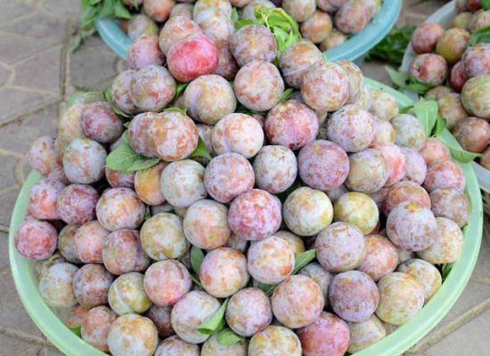 Là người nhiều năm bán mận ở Hà Nội, cô Nguyễn Thị Thương (54 tuổi, quê Lạng Sơn) cho biết: "Để ý thấy đa số mọi người đi mua mận thường ham mận đẹp, mềm, ngọt. Nhưng thực ra theo kinh nghiệm của tôi, lựa chọn như vậy là hoàn toàn sai lầm. Những loại mận này thường là hàng Trung Quốc thôi". Ảnh minh họa.