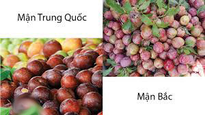 Bạn Trần Thị Thúy, sinh viên Báo chí cho biết: "Nhà mình cũng trồng mận nên mình biết rõ. Mận Việt Nam quả nhỏ chứ không to như mận Trung Quốc. Theo mình để ý, thì hầu hết loại mận Trung Quốc da quả không đều màu, bị thâm đen và rất nhanh bị mềm. Bên cạnh đó loại mận này không có phấn vì có thể đã được bơm thuốc bảo quản nên như vây. Mọi người nên cẩn thận khi mua".