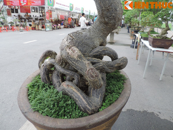 Cận cảnh phần rễ cây.