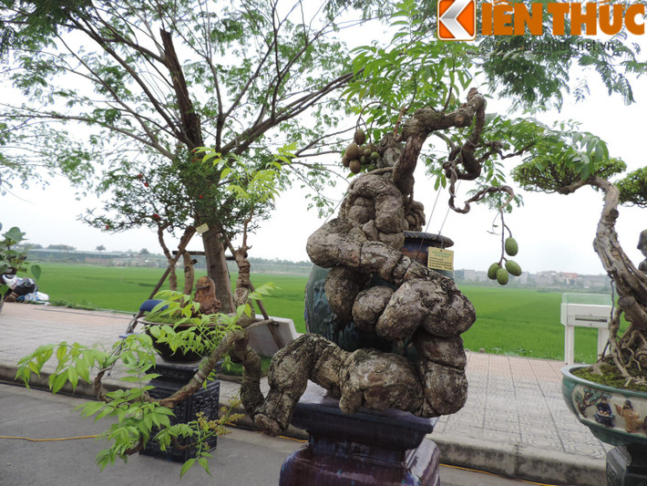 Ngoài ra một tác phẩm “Quả cóc” khác của tác giả Nguyễn Gia Thọ cũng được người xem đặc biệt chú ý. Cây có tuổi đời gần 100 năm tuổi, từng đạt giải 3 của hội hoa xuân TP. Hồ Chí Minh.