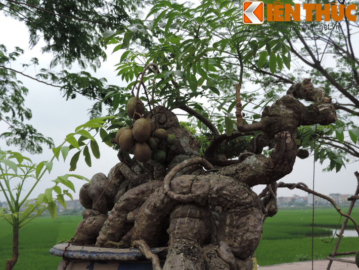 Đặc biệt, cây gây ấn tượng bởi bộ rễ u bướu tự nhiên mà không hề qua bàn tay can thiệp của con người. Được biết, giá của cây cóc bonsai này cũng không dưới tiền tỷ.