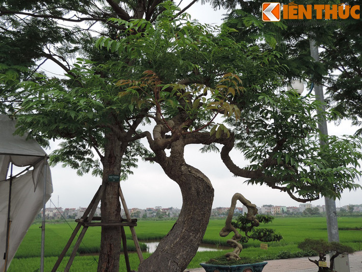 "Tôi trồng mấy loại cóc cảnh này để chơi cho vui chứ không bao giờ có định định sẽ bán lấy tiền", ông Thọ nói.