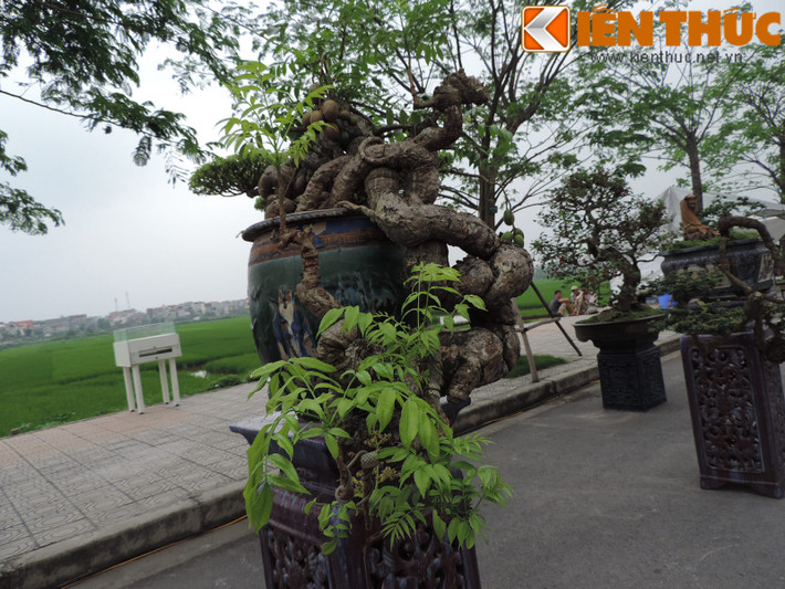 Nhiều người đánh giá tác phẩm hội tụ đủ 4 yếu tố “cổ - kỳ - mỹ - văn” của một cây cảnh đẹp.