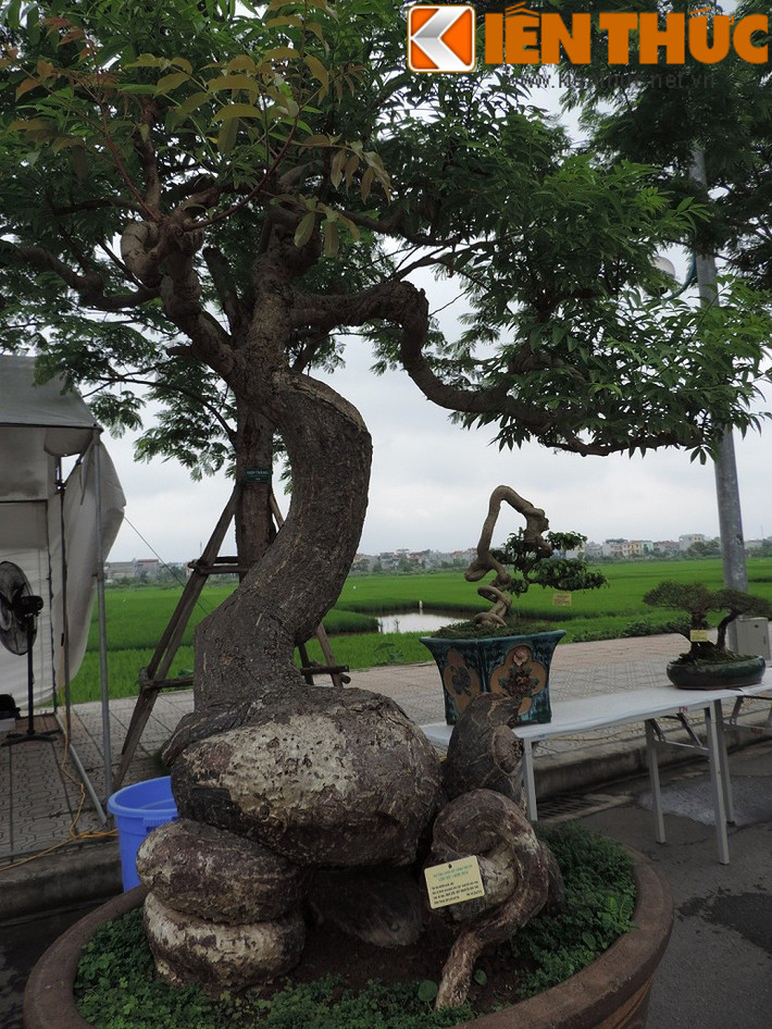 Theo ông Thọ, mặc dù cây nhỏ như vậy nhưng vẫn cho trái khi đến mùa và trái của cây này có vị chua thanh rất đặc biệt.