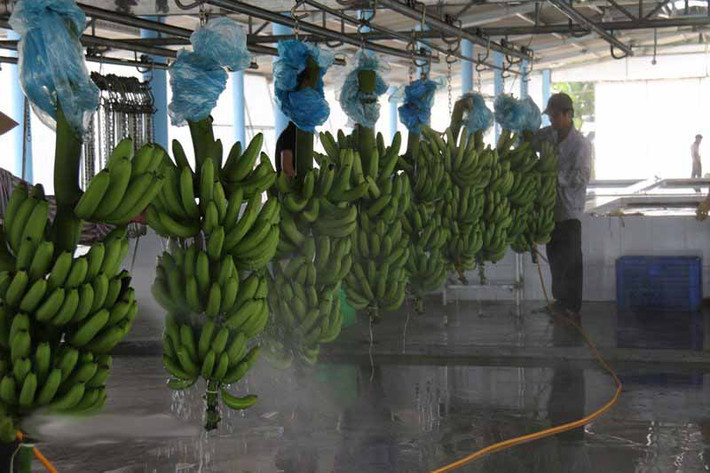 Hiện nay, vườn chuối của ông Huy đã cho thu hoạch khoảng 500 tấn/năm với lợi nhuận hàng chục tỉ đồng.