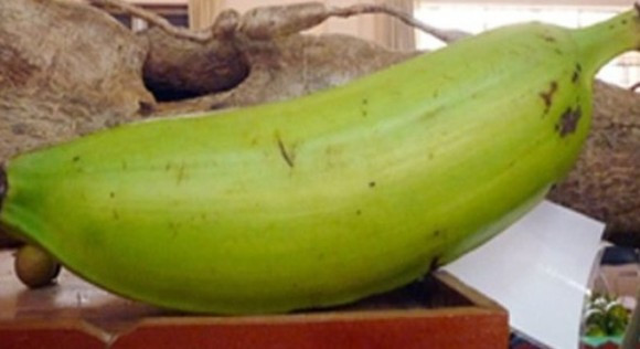 Cận cảnh chuối quá tạ nặng kỷ lục 1,3 kg. Ảnh: Thời báo kinh tế Sài Gòn.