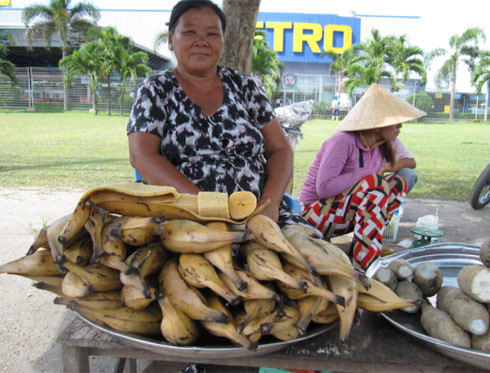Giống như chuối sáp, loại chuối này không ăn trực tiếp được mà phải luộc hoặc nấu chín. Ngoài ra, chuối tá quạ dẻo ngọt, thơm nên có thể dùng chế biến nhiều món ăn rất hấp dẫn như: nấu cà ri, nấu lẩu, giả cầy... Ảnh: NLĐ.