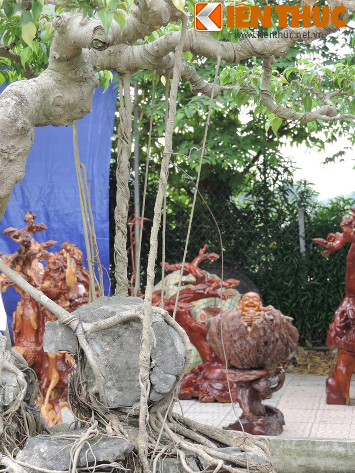 Cận cảnh "chân rồng" của cây sanh.