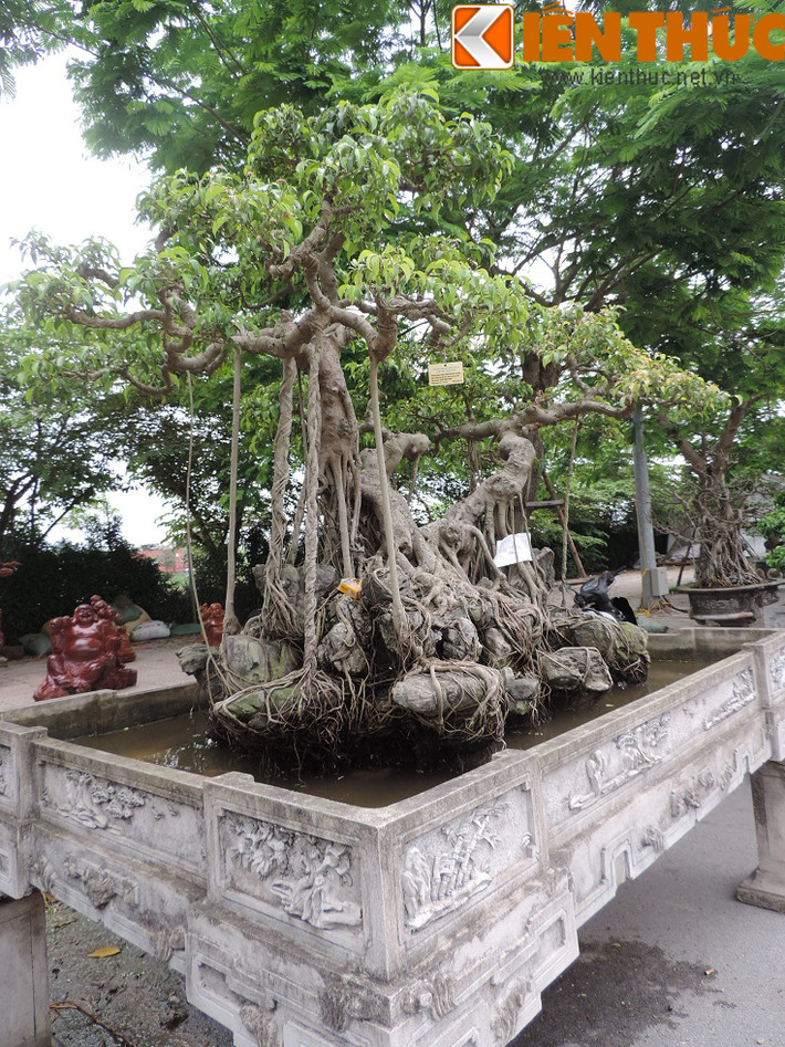 Chính những nét đẹp độc đáo của mình, cây sanh cổ này nhận được sự chú ý đặc biệt của giới sinh vật cảnh Việt Nam.