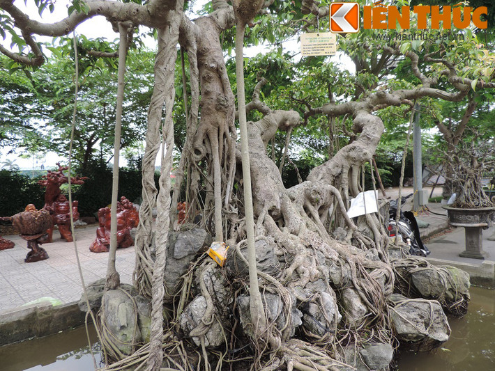 Được biết cây sanh này từng được trả 1,2 tỷ nhưng chủ nhân của nó vẫn không chịu bán.