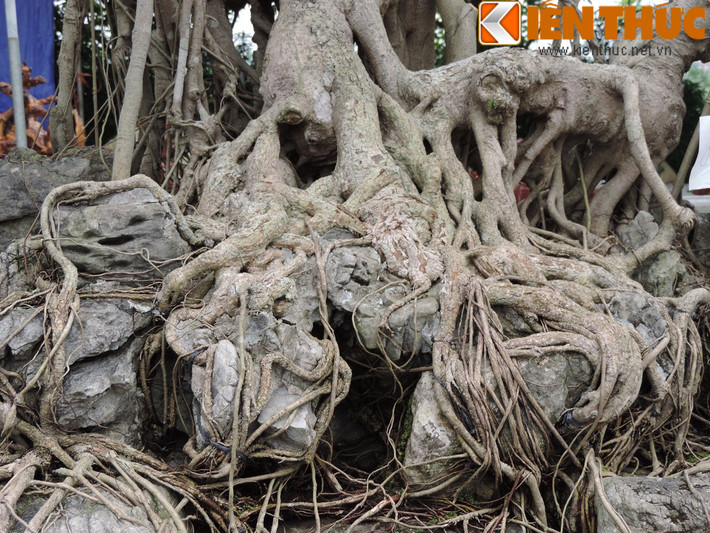 Hình ảnh vô vàn rễ cây sanh uốn lượn ôm lấy đá sứ rất độc đáo.