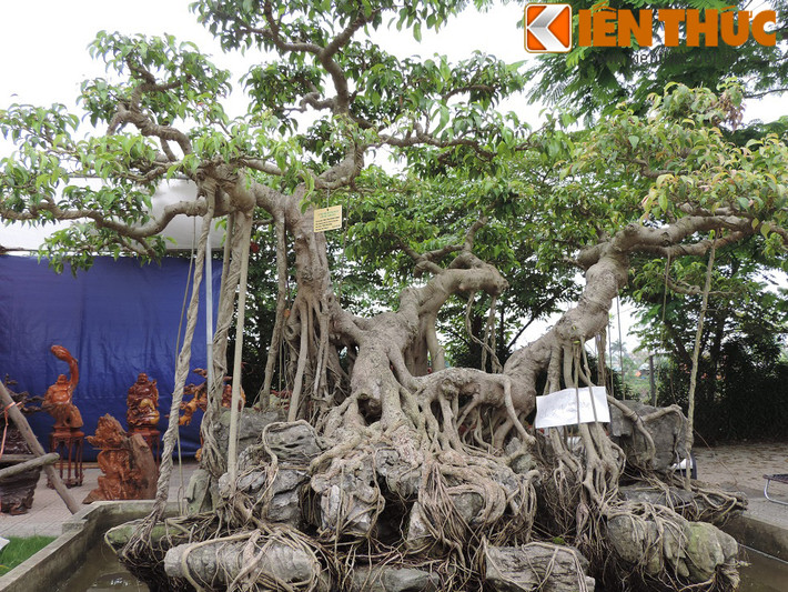 Cây sanh trăm tuổi được mệnh danh là siêu phẩm Song long nghênh phụng của ông Trịnh Bình Minh (Thái Bình) được đánh giá là một trong những cây sanh cổ có dáng đẹp và uyển chuyển, kết hợp đầy đủ các yếu tố Cổ - Kỳ -Mỹ.