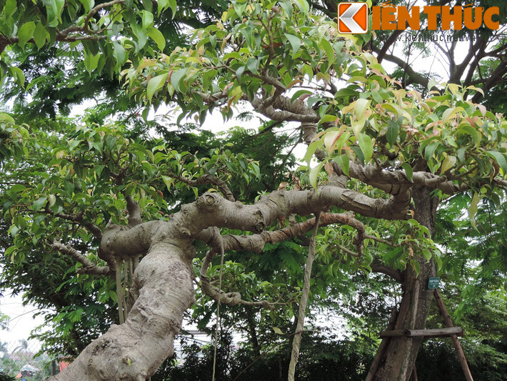 Những tán cây lại được ví như chim phượng uốn lượn trên không.