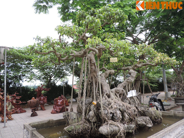 Mặc dù không biết được chính xác tuổi của cây sanh cổ này nhưng theo một vị đại gia mê chơi cây cảnh ở Hải Phòng phân tích: "Nhìn phần thân và hàng loạt rễ của cây có thể đoán được cây sanh này trên dưới trăm tuổi. Bởi cây có rất nhiều rễ phụ mọc từ thân ra vươn dài và bám chặt vào các phiến đá, trong khi đó để có được những phần rễ này đỏi hỏi thời gian phải rất dài".