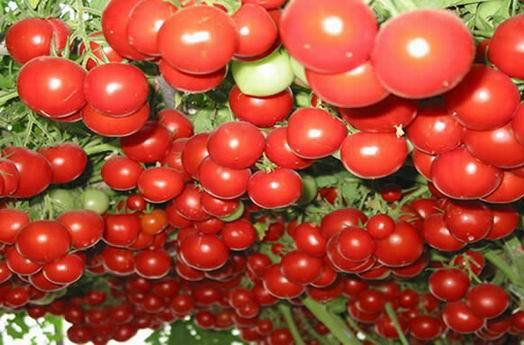 Nguồn gốc của loại cà chua lạ này bắt đầu từ Trung Quốc. Một cây cà chua trĩu quả thế này được trồng từ 1,2 đến 1,5 năm để có được kích thước ấn tượng.