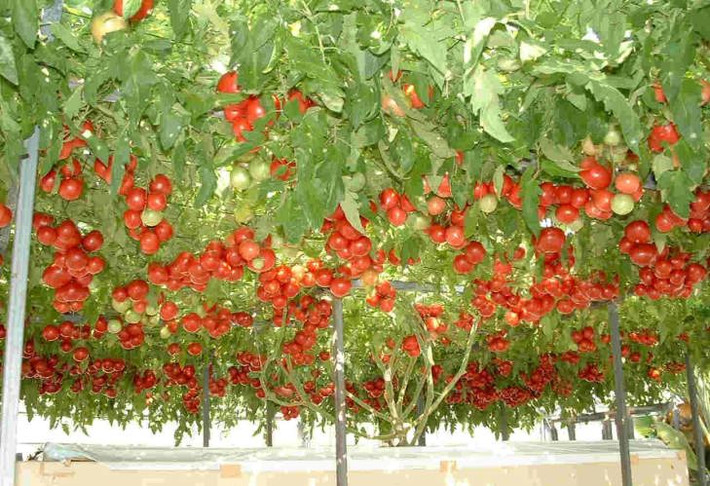 Cành của giống cây Heirloom Tomato này có thể vươn rộng đến 40-50m2 và nó mang lại năng suất không tưởng, khoảng hàng chục ngàn quả mỗi năm.