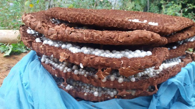 Ong đất là loại khá dữ nên không phải ai cũng sẵn sàng nuôi. Ở xã Lử Thẩn (Si Ma Cai) chỉ vài hộ gia đình nuôi loại này. Người nuôi phải có kỹ thuật cao mới tránh được tình trạng bị thương do ong đốt. Nhưng từ khi thương lái Trung Quốc đến thu mua với giá cao thì bất chấp nguy hiểm người dân lại đổ xô đi nuôi loại ong này để bán.