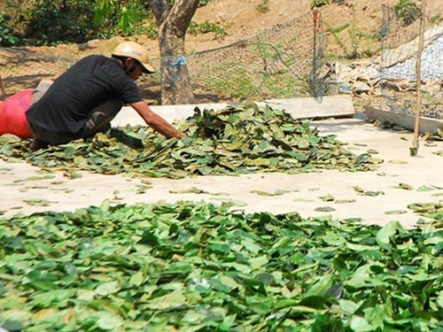 Tại Hậu Giang và Tiền Giang vào giữa tháng 3/2015, xuất hiện một số tiểu thương lạ mặt thu mua lá mãng cầu xiêm. Lá tươi được thu mua với giá từ 10.000- 15.000 đồng/kg, lá khô từ 35.000- 45.000 đồng/kg. Điều này khiến người dân đổ xô đi vặt sạch lá cây mãng cầu để bán cho Trung Quốc.