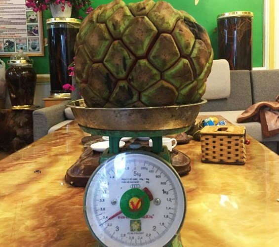 Na rừng nặng tới 5kg ở Lào Cai cũng được thu mua giá 500.000 đồng với lý do làm dược liệu chế biến thuốc. Vì kiếm thêm thu nhập, người dân phải đối mặt với nhiều nguy hiểm khi đi hái loại quả rừng này vì chúng thường có ở vùng đầu nguồn, quả to thường ở những nơi cao trên 600 - 800m. Ảnh: Zing.