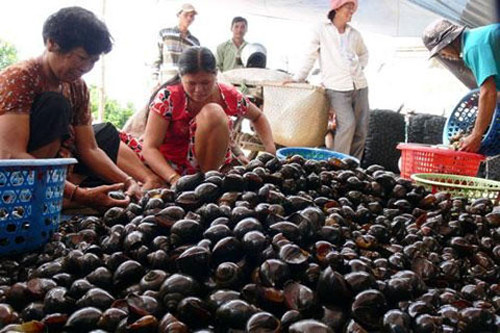 Trước đó, rất nhiều lần thương lái Trung Quốc thu mua bất thường các loại nông sản. Những thứ tưởng chừng như vô dụng như cau non, rễ tiêu, quả mây, phân trâu khô, lá mãng cầu… hay thậm chí độc hại như ốc biêu vàng, đỉa… đều được các thương lái lùng mua với số lượng lớn.