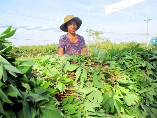 Những vườn sắn chưa đến vụ thu hoạch đã bị người dân bẻ hết lá để bán cho Trung Quốc.
