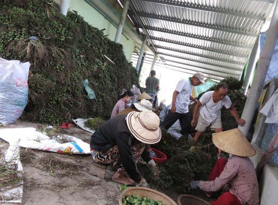 Hàng loạt cau non được người dân chất đống để chờ thương lái Trung Quốc đến thu mua.