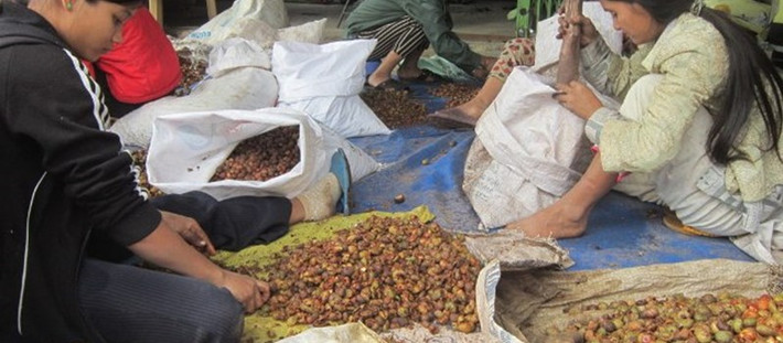 Hạt mây rừng cũng được thu mua với giá từ 60.000 - 70.000 đồng/kg.