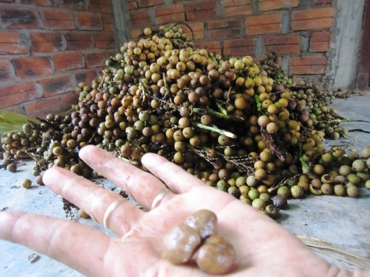 Vào cuối tháng 9/2015, giá thu mua quả mây lên tới 100.000 đồng/kg nên người dân các huyện miền núi Nam Đông. tỉnh Thừa Thiên - Huế đua nhau vào rừng hái loại quả này để bán sang Trung Quốc với số lượng lên đến hàng chục tấn.