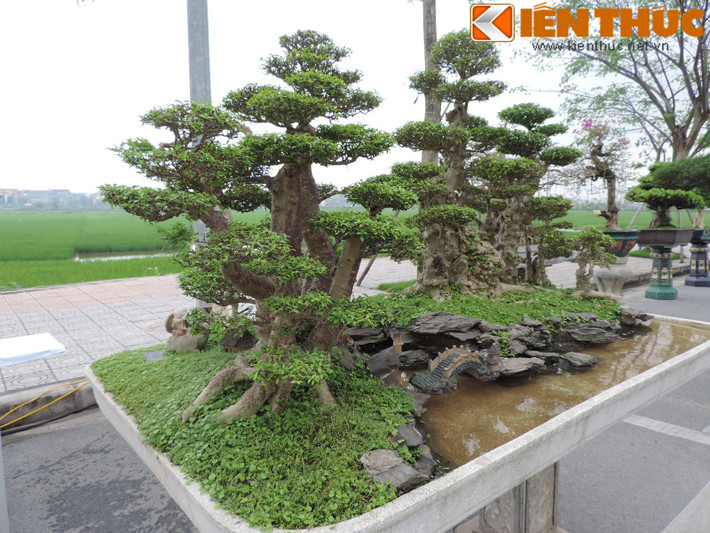 Bộ ba cây sanh cổ này cũng có giá trên dưới tỷ đồng, được giới săn cây cảnh đánh giá rất cao về dáng đồng nhất của 3 cây này.