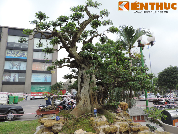 Cây sanh cổ dáng bề thế thu hút ánh nhìn của nhiều người mê cây cảnh.