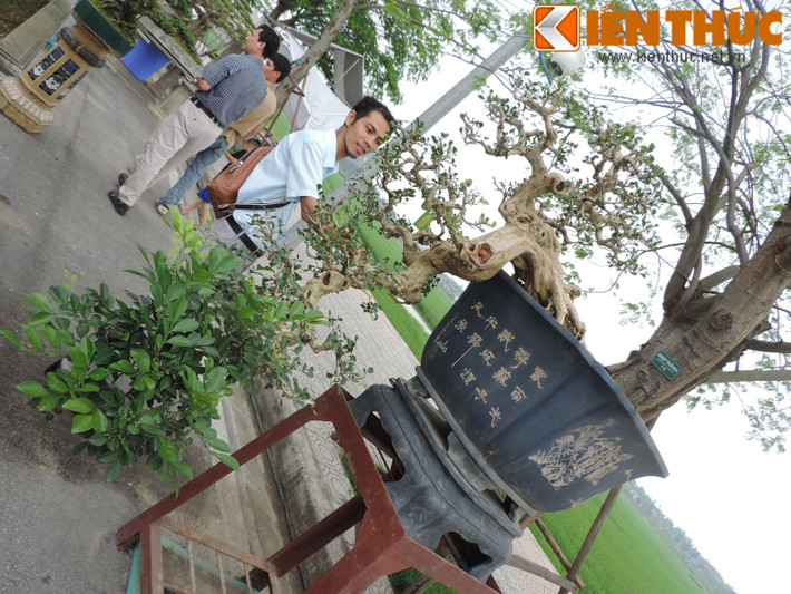 Theo tiết lộ của ông Nguyễn Gia Thọ, Chủ tịch hội sinh vật cảnh Hà Nội: "Đây là một siêu cây độc đáo, tuổi họ phải tính trên dưới 100 năm tuổi. Giới mê chơi cây cảnh đã rất nhiều người ngả giá rất cao để sở hữu cây này nhưng chủ nhân của nó vẫn chưa bán. Tôi chỉ biết có lần một người trả 38 nghìn đô (hơn 800 triệu đồng) nhưng chỉ nhận được cái lắc đầu từ người trồng".