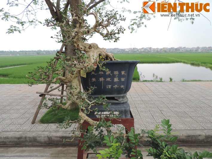 Cây nguyệt quế thường biết đến là một loài cây mang nhiều ý nghĩa như đem đến sự vinh quang, niềm tin chiến thắng...