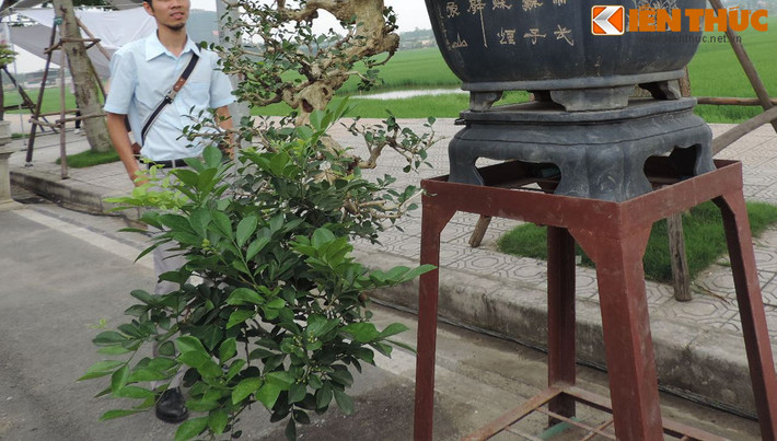 Cận cảnh tán cây nguyệt quế siêu đẹp.