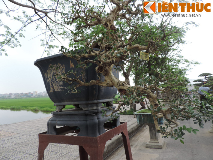 Một tiết lộ khác cho biết, nguyệt quế rất dễ bị vàng lá vàng, rụng lá nên khâu chăm sóc của nó rất cẩn thận như cắt tỉa bớt những cảnh nhỏ, hái quả, phun thuốc… Đối với cây nguyệt quế bonsai này hầu như các công đoạn chăm sóc được thực hiện rất hiệu quả, bởi các yếu tố lá cây, thân, cành đều rất hoàn hảo.