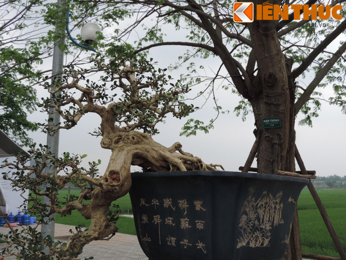 Cận cảnh thân cây nguyệt quế bonsai quý hiếm.